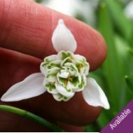 Galanthus - Lady Beatrix Stanley